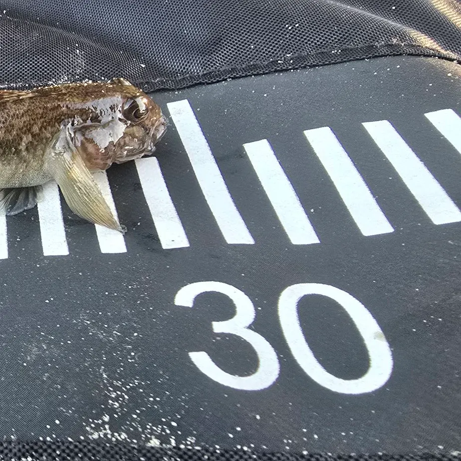 Round goby caught on Fishbrain