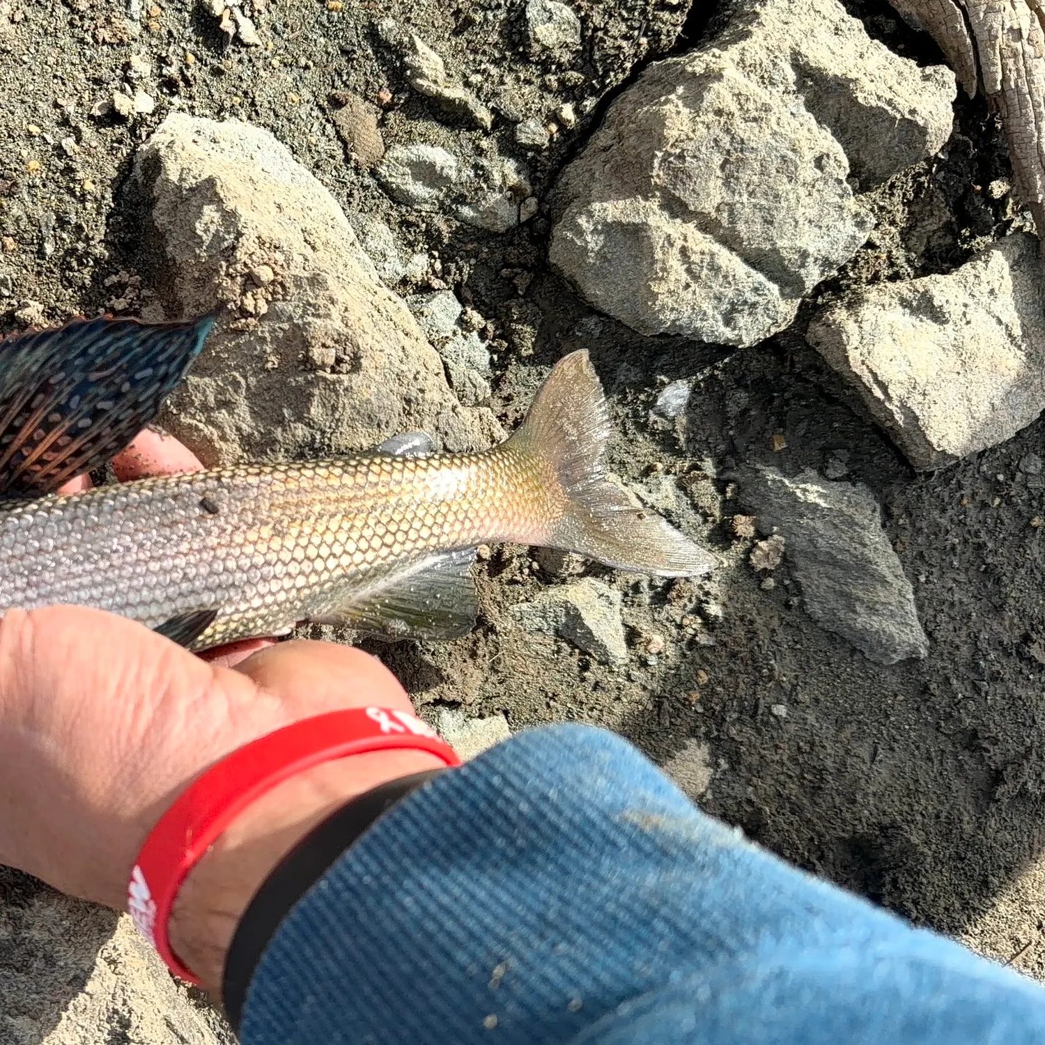 Fish caught on Fishbrain