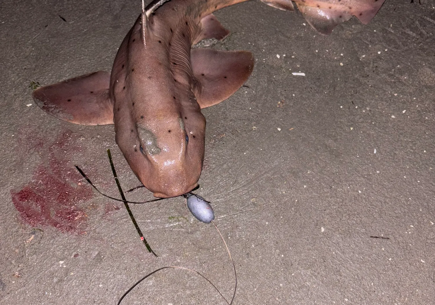 Horn shark