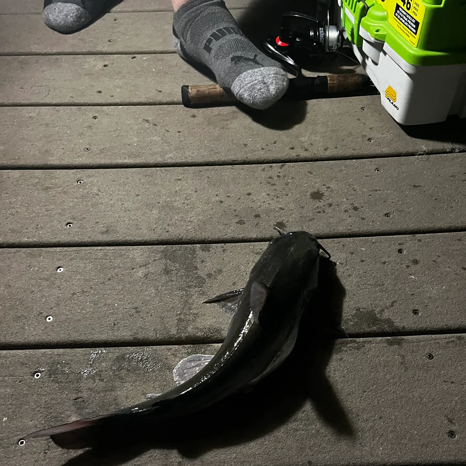 The most recent Gafftopsail sea catfish catches on Fishbrain