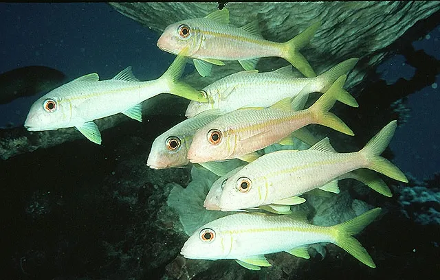 Yellowfin goatfish