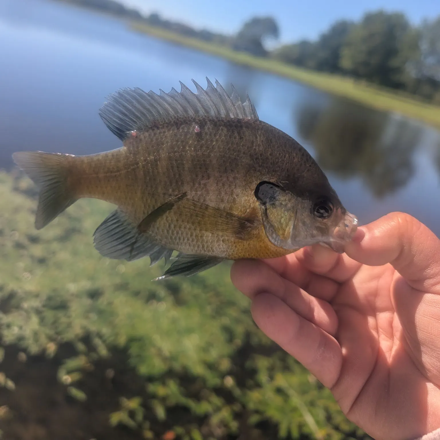 Bluegill caught on Fishbrain