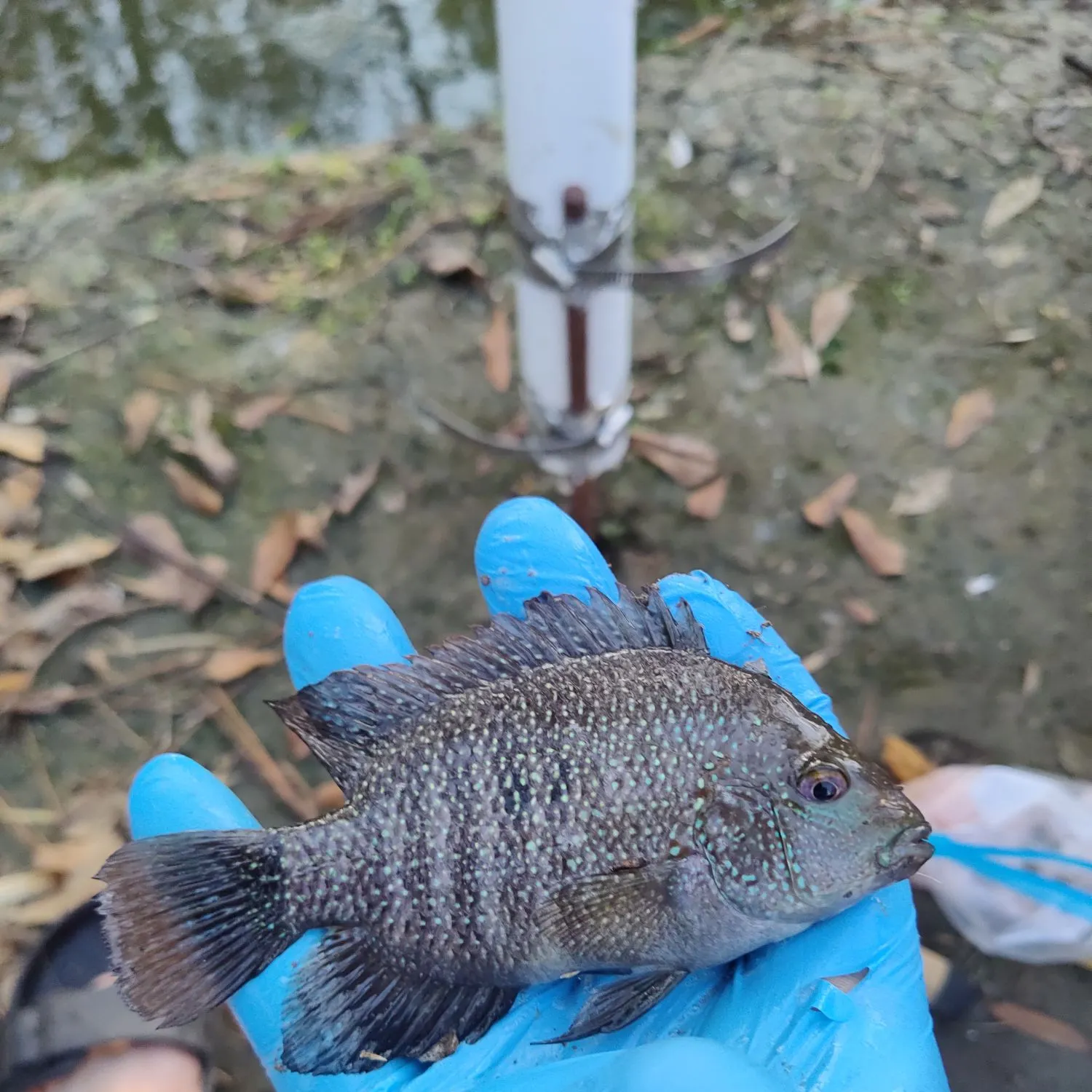 The most recent Rio Grande cichlid catches on Fishbrain