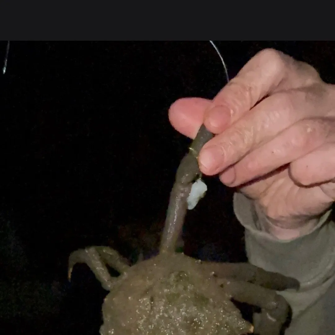 Opilio snow crab caught on Fishbrain