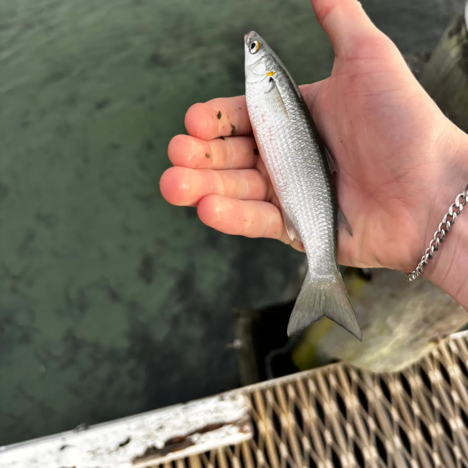 The most recent Yellow-eye mullet catches on Fishbrain