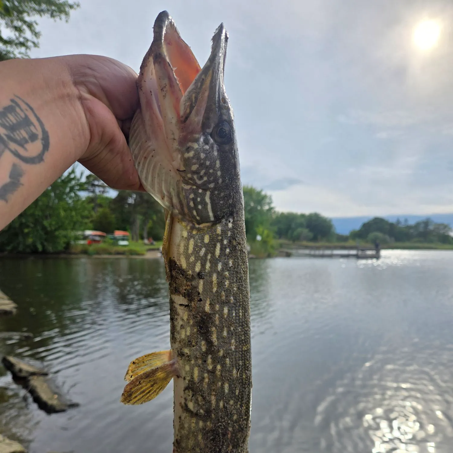 Northern pike caught on Fishbrain