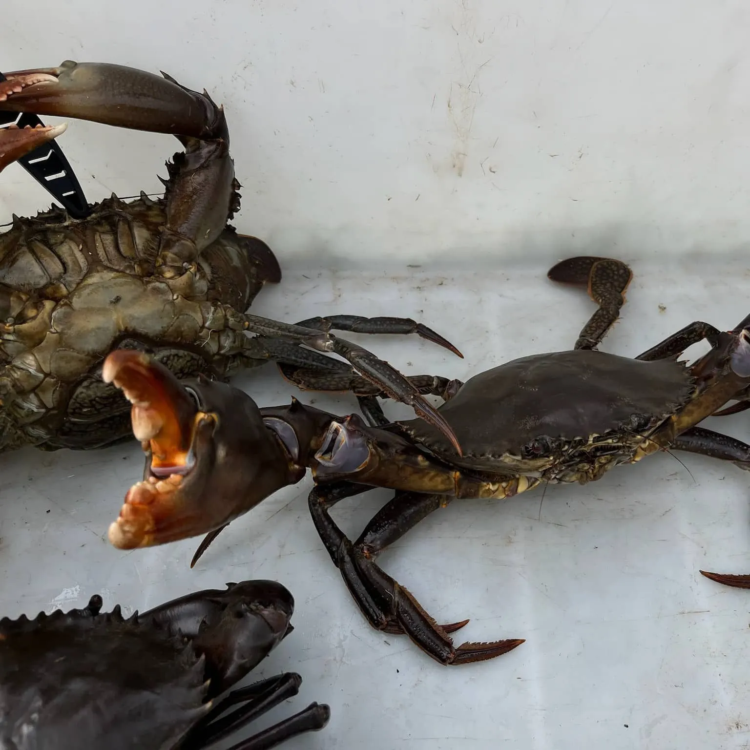 Giant mud crab caught on Fishbrain