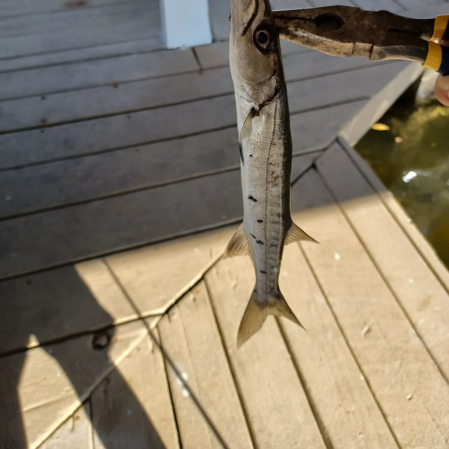 The most recent Great barracuda catches on Fishbrain