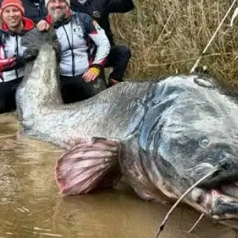 Wels catfish caught on Fishbrain
