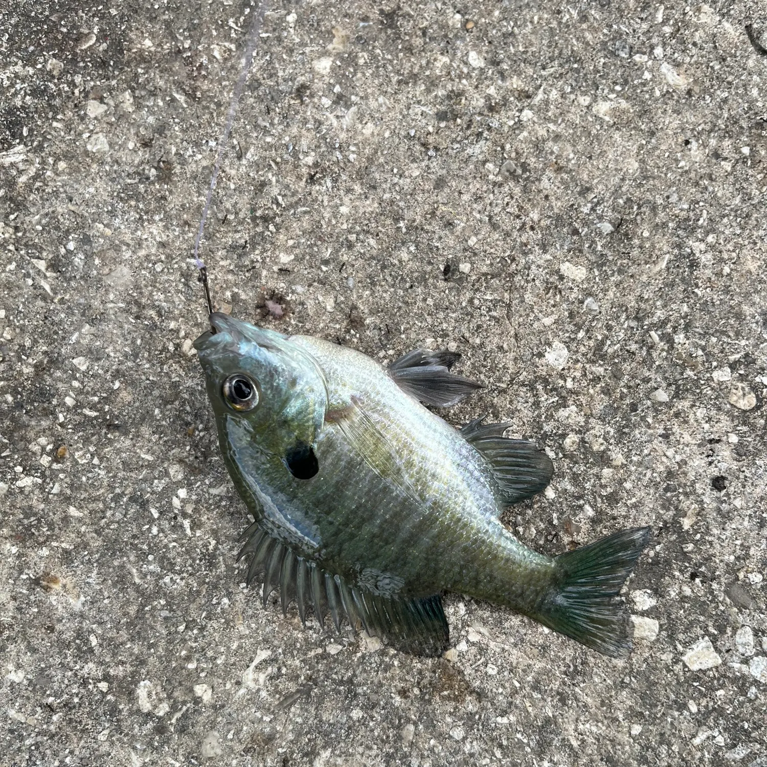 Bluegill caught on Fishbrain