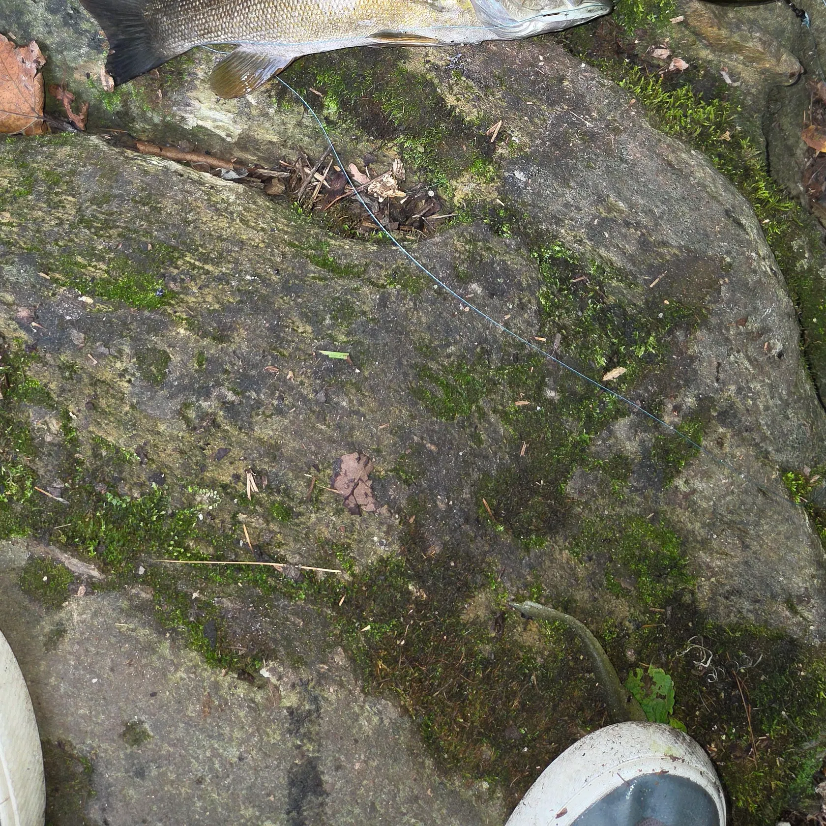 Smallmouth bass caught on Fishbrain