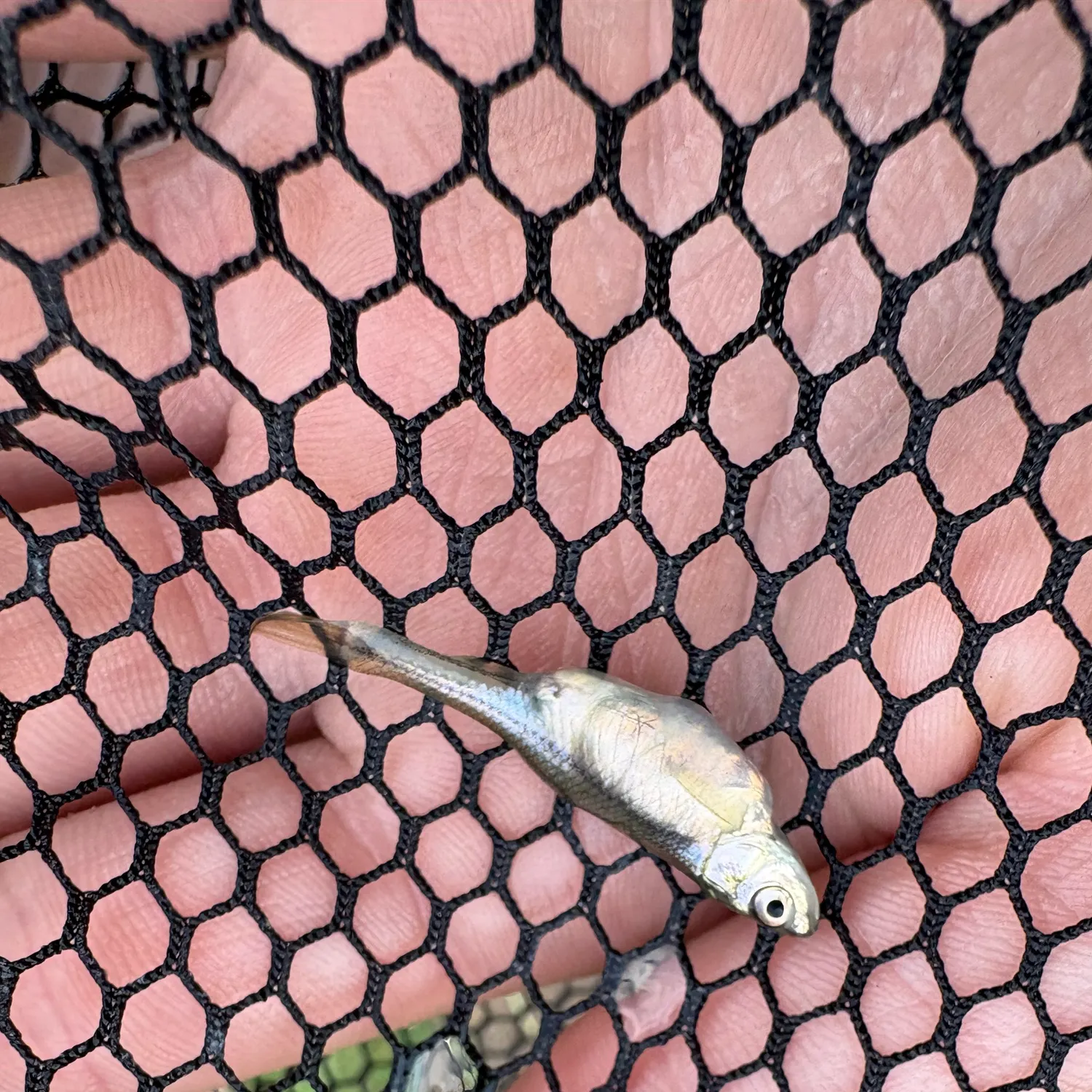 Common shiner caught on Fishbrain