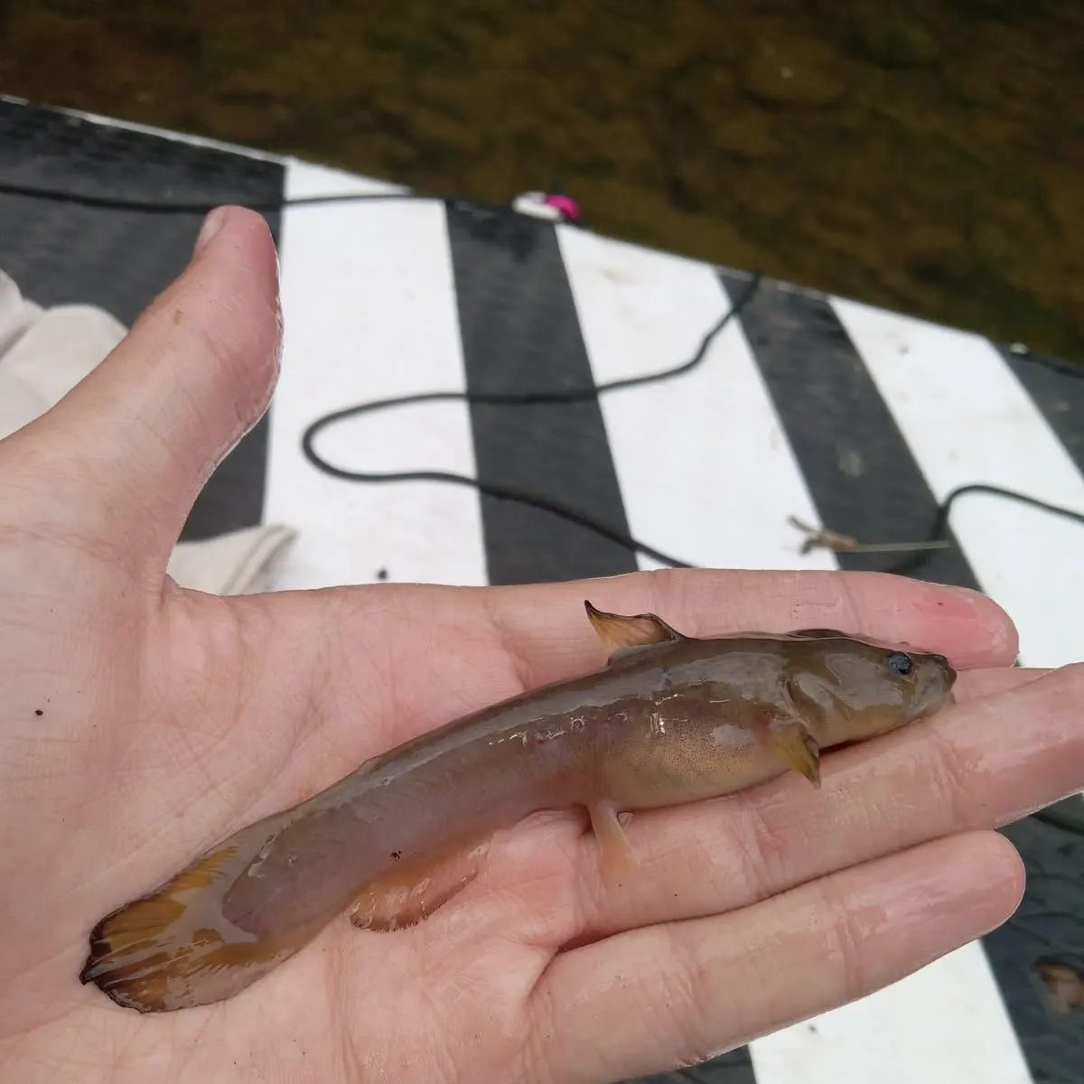 The most recent Tadpole madtom catches on Fishbrain