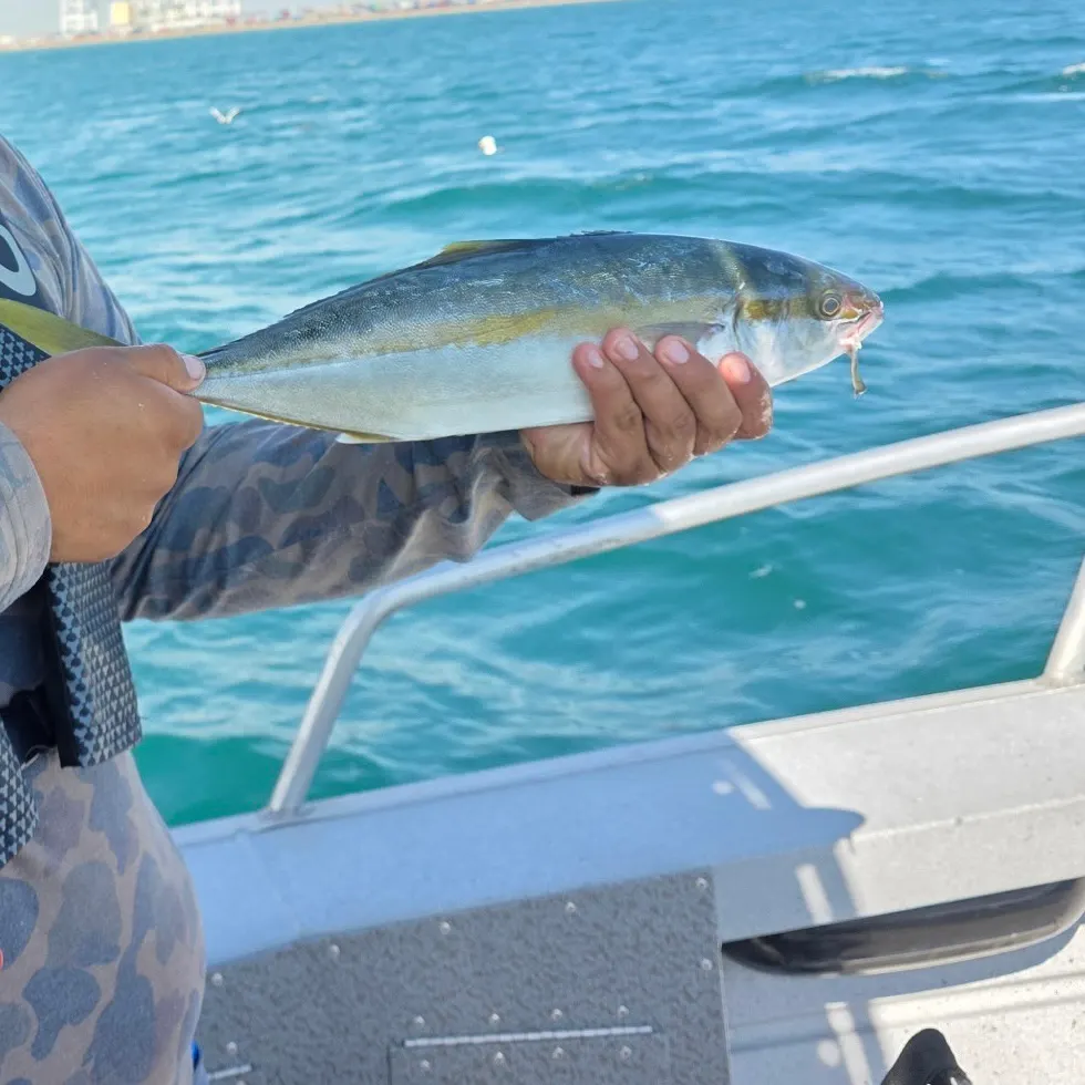 The most recent California yellowtail amberjack catches on Fishbrain