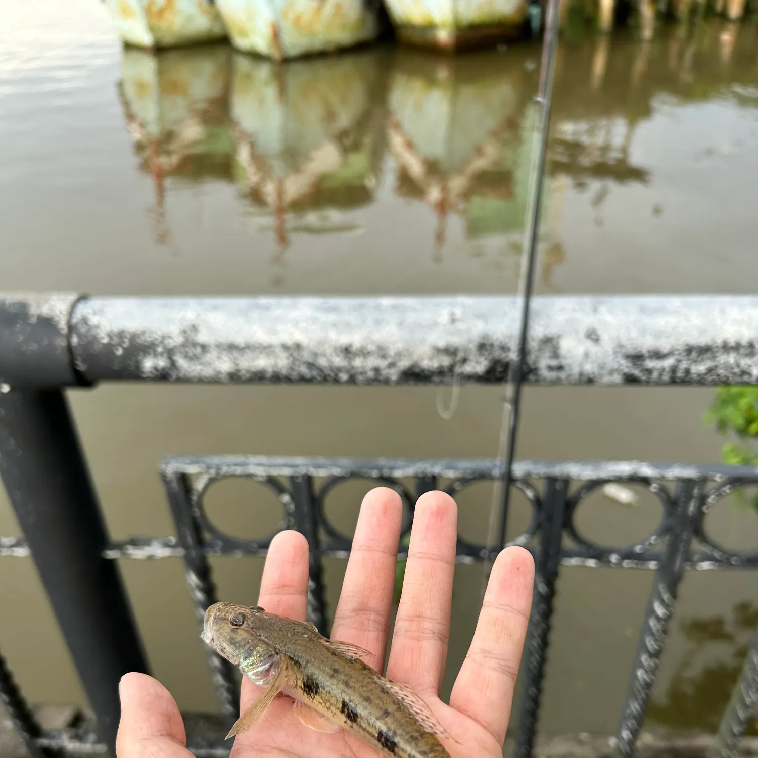 The most recent Golden tank goby catches on Fishbrain