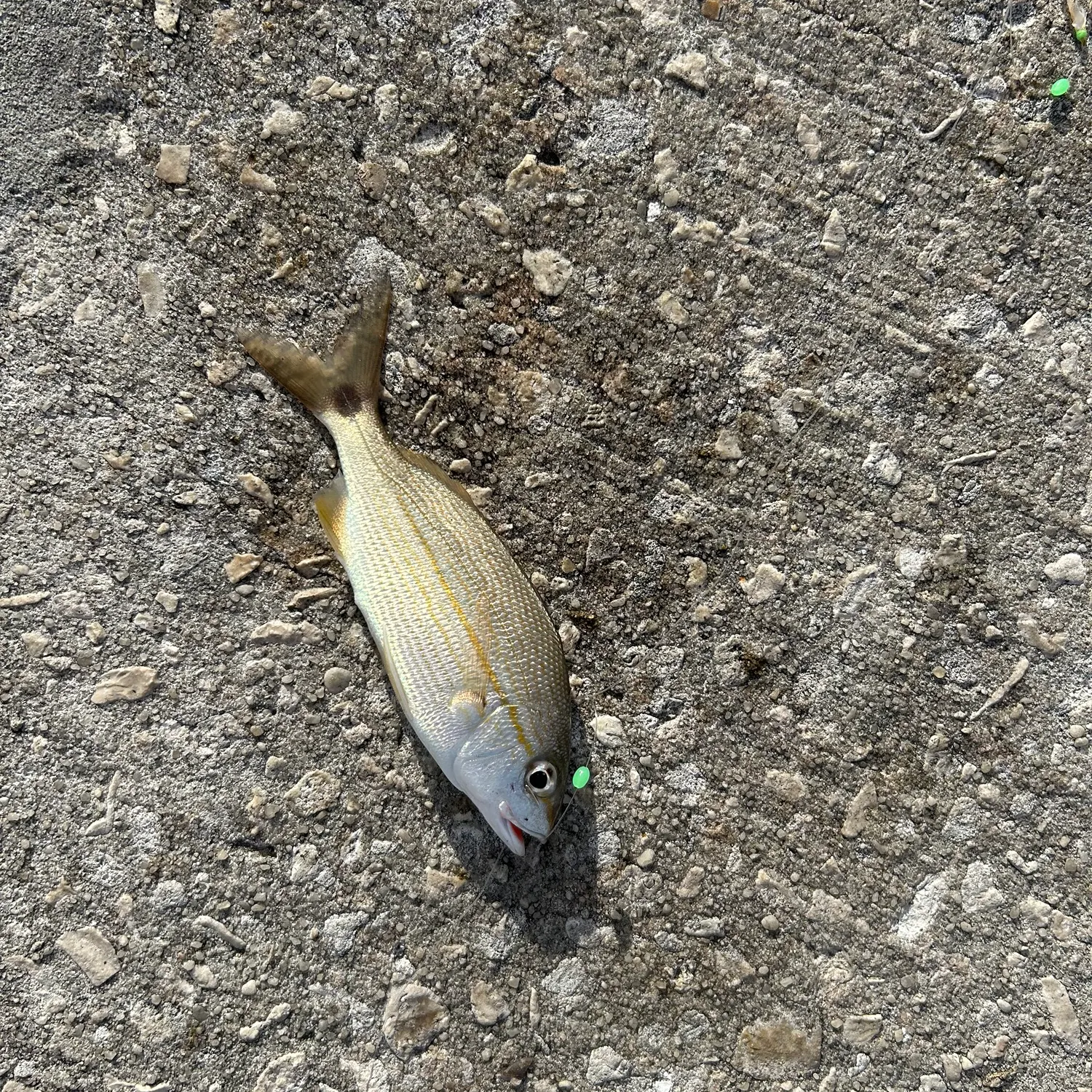 The most recent Tomtate grunt catches on Fishbrain