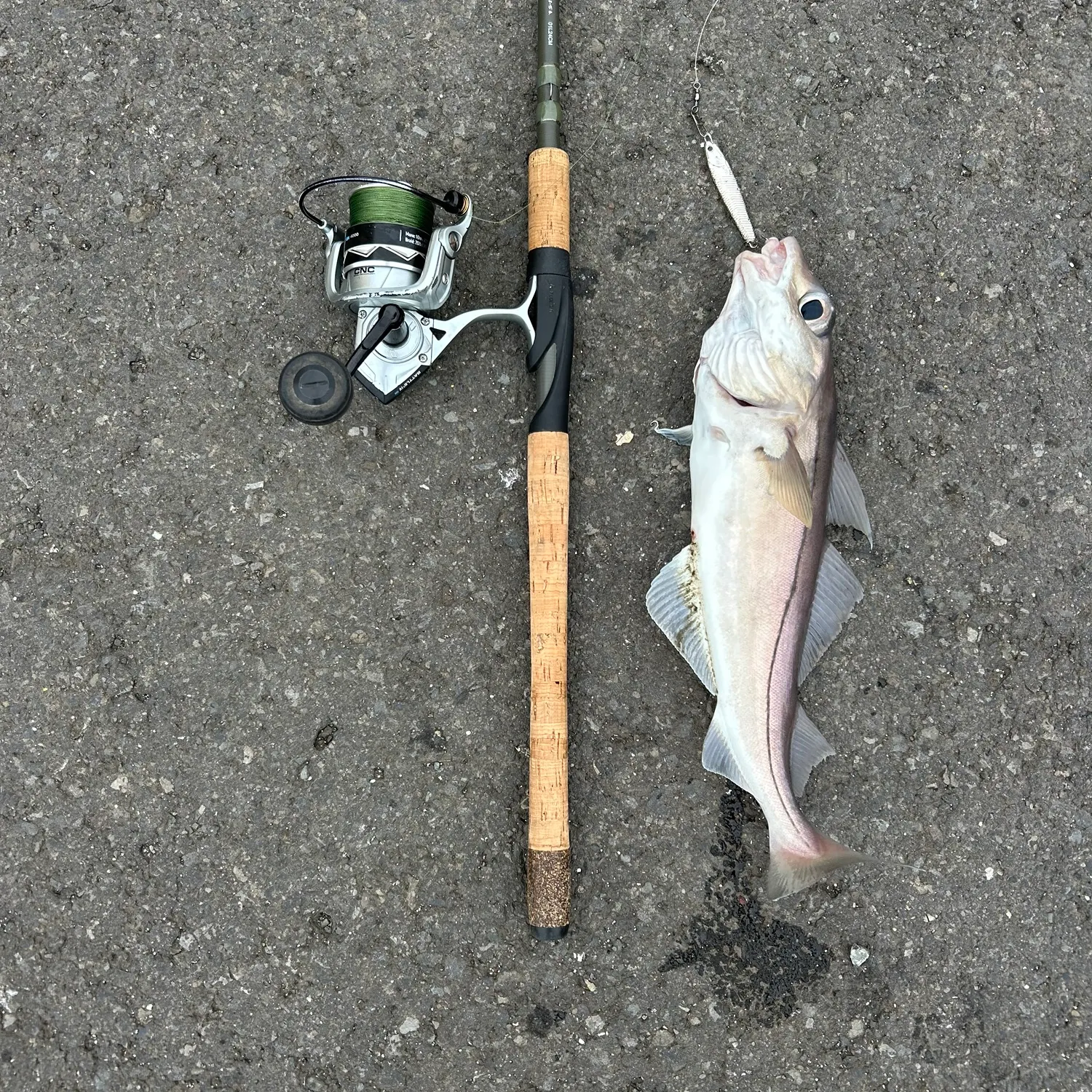 The most recent Haddock catches on Fishbrain