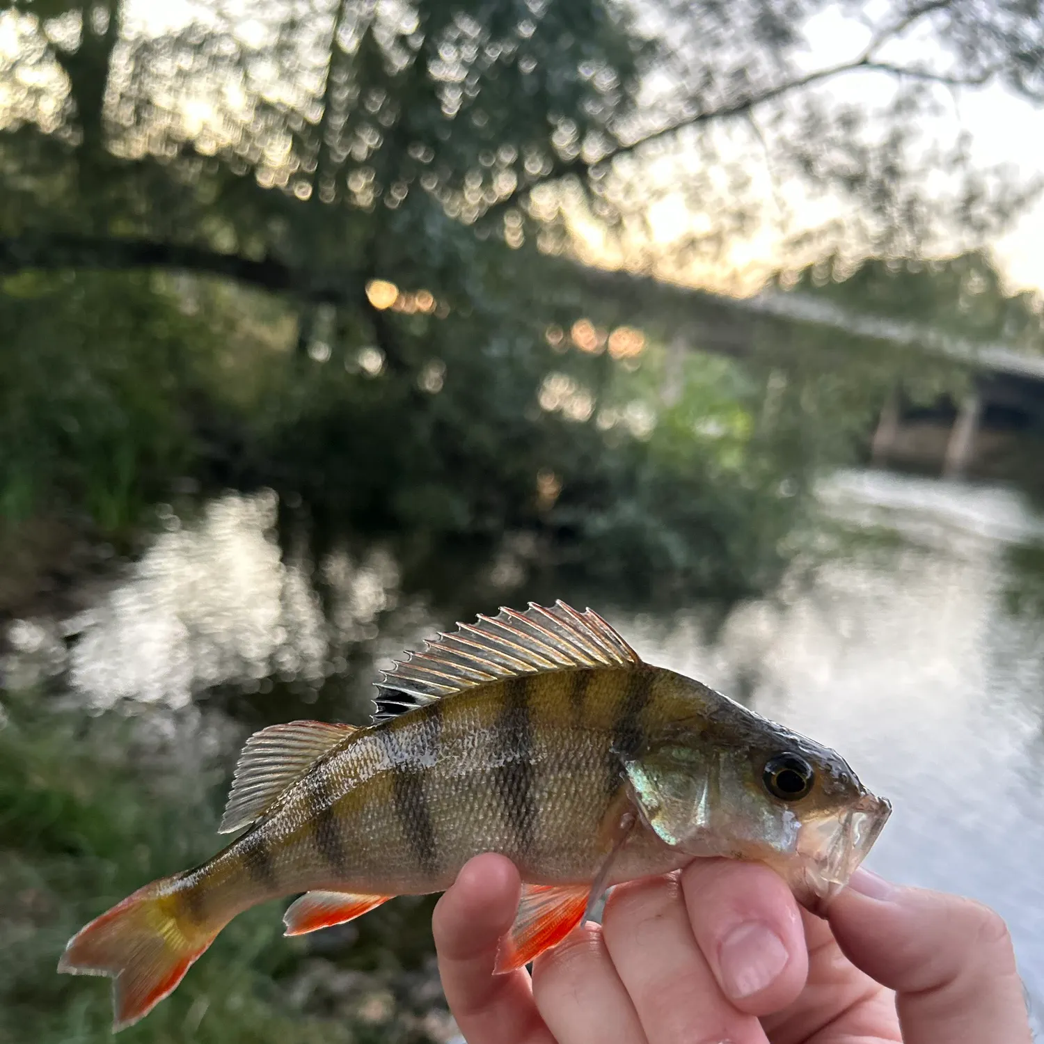 European perch caught on Fishbrain