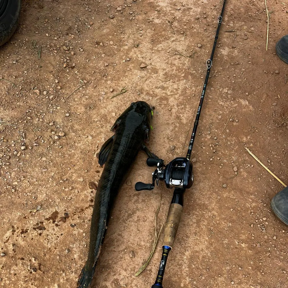 The most recent Striped snakehead catches on Fishbrain