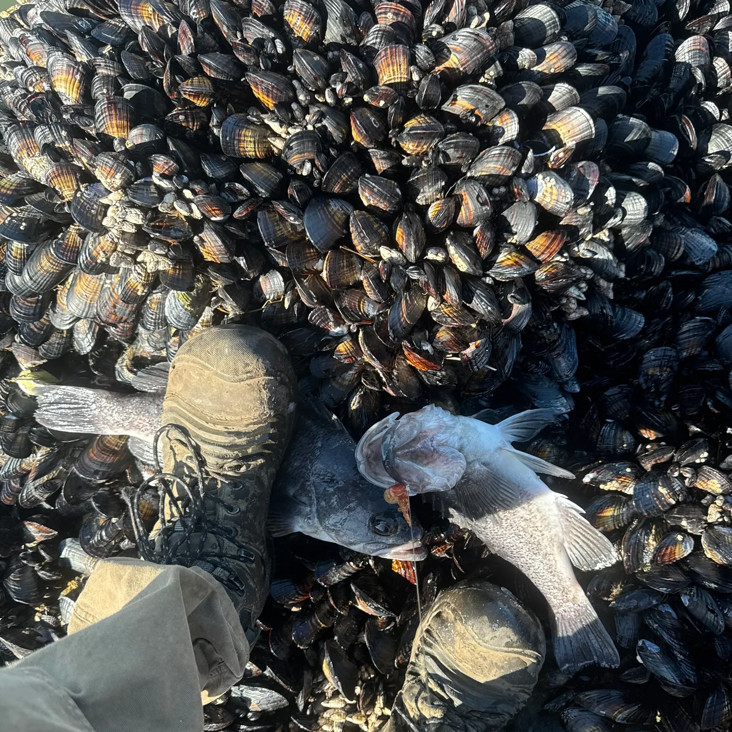 The most popular recent Blue rockfish catch on Fishbrain