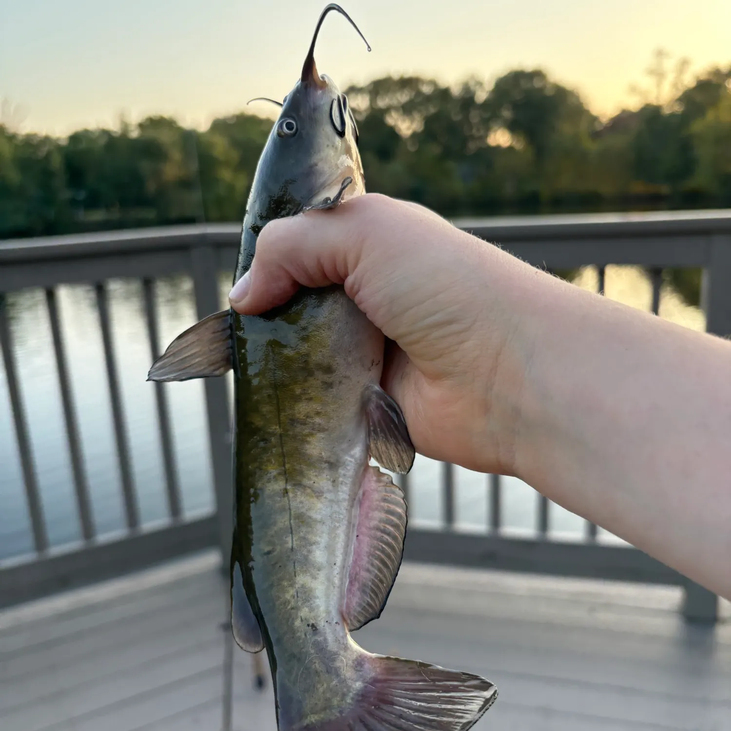 Brown bullhead caught on Fishbrain
