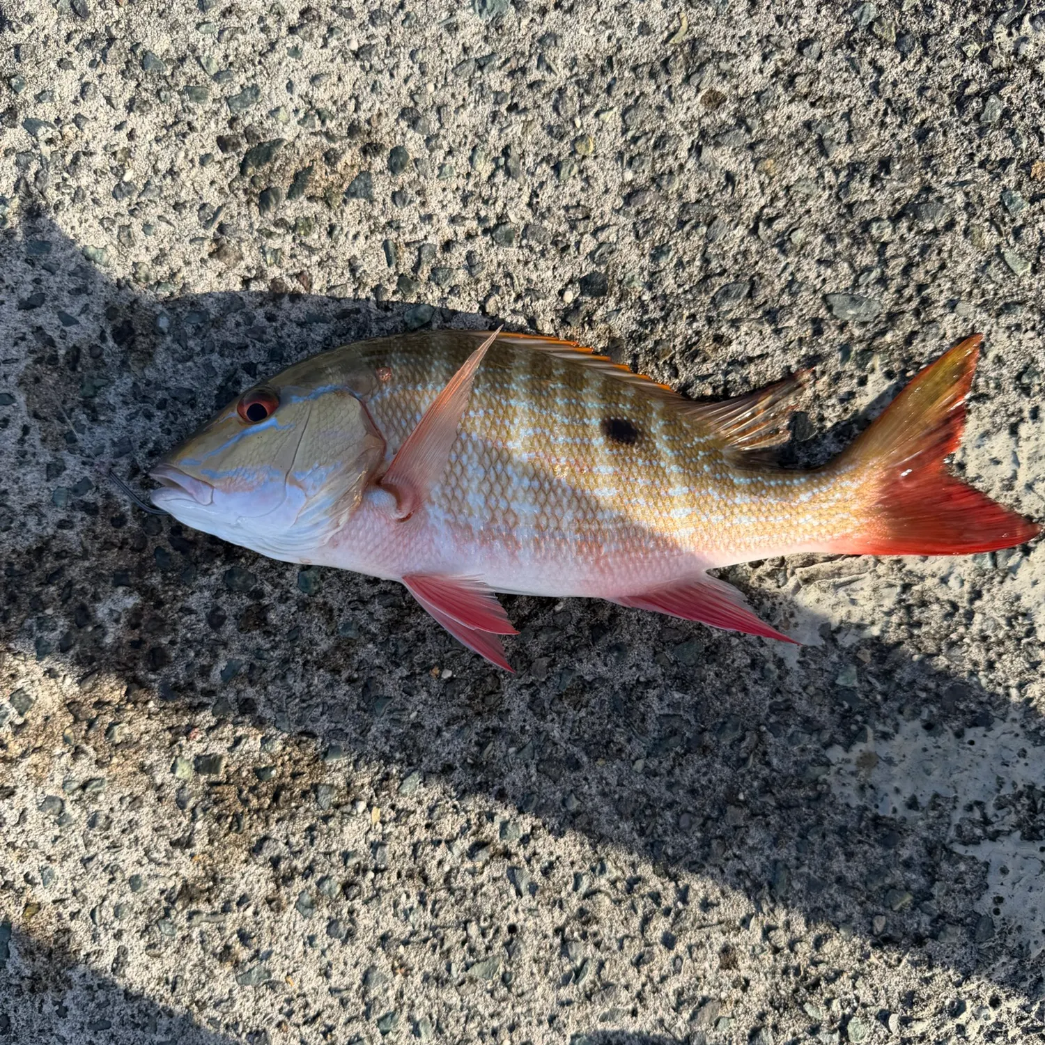 The most recent Mutton snapper catches on Fishbrain