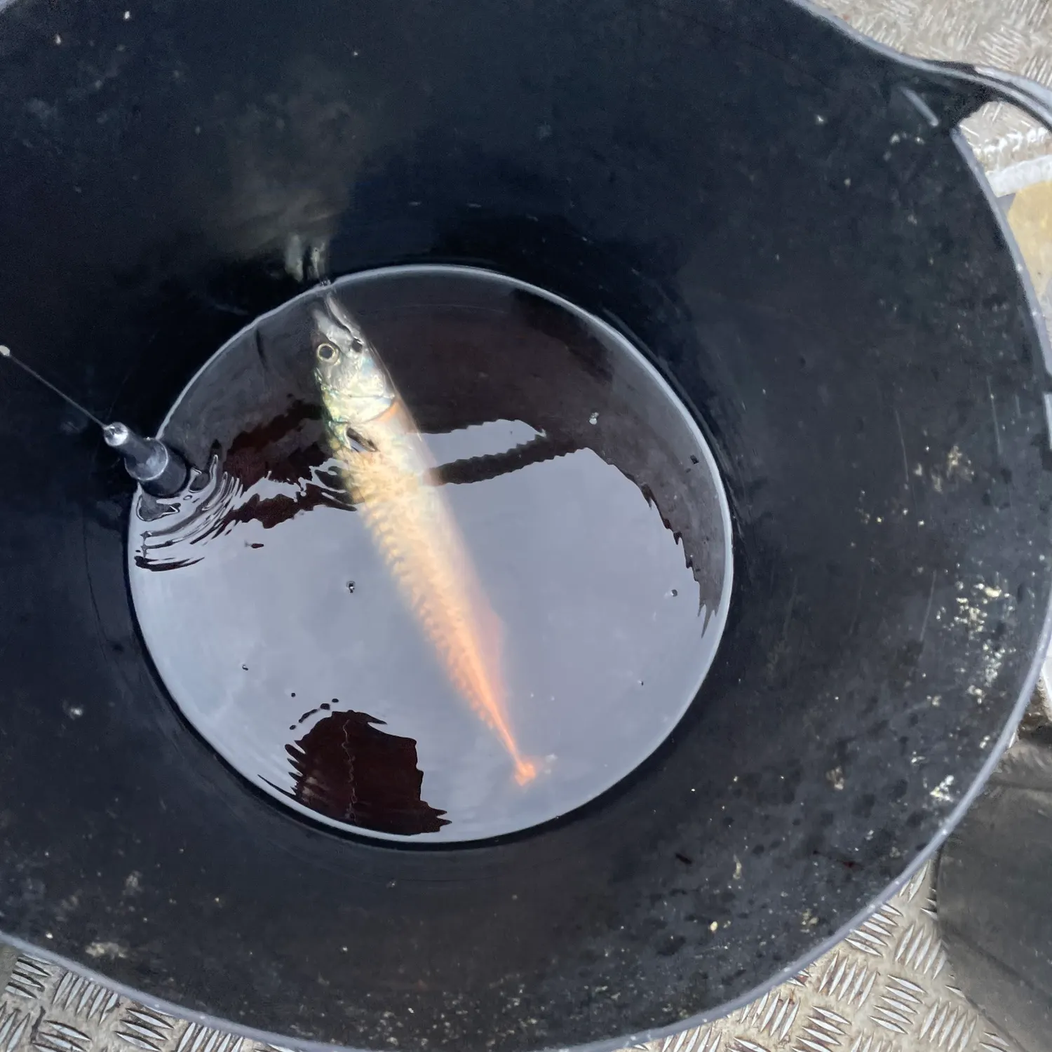 Atlantic mackerel caught on Fishbrain