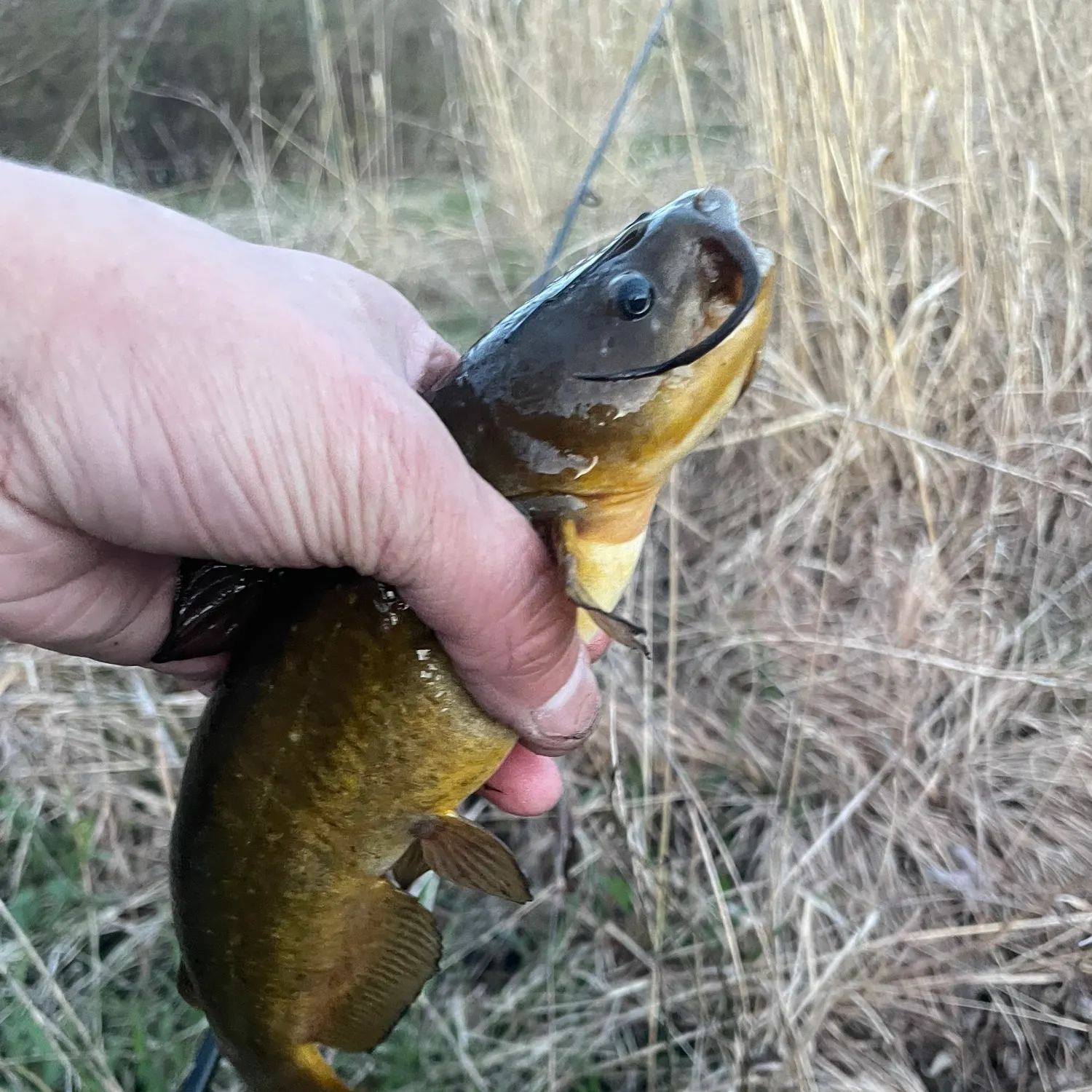 Black bullhead caught on Fishbrain