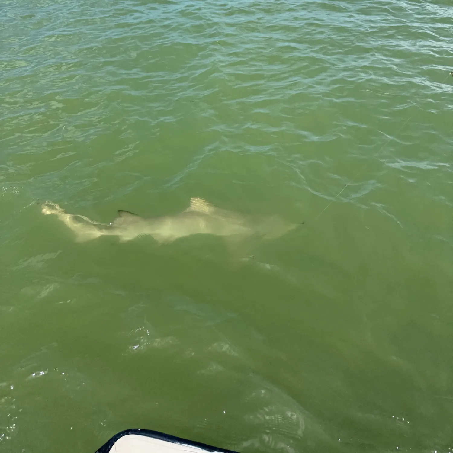 The most recent Lemon shark catches on Fishbrain