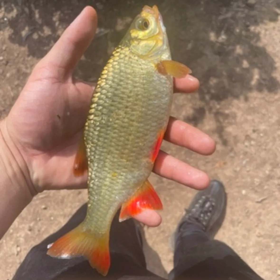 The most recent Common rudd catches on Fishbrain