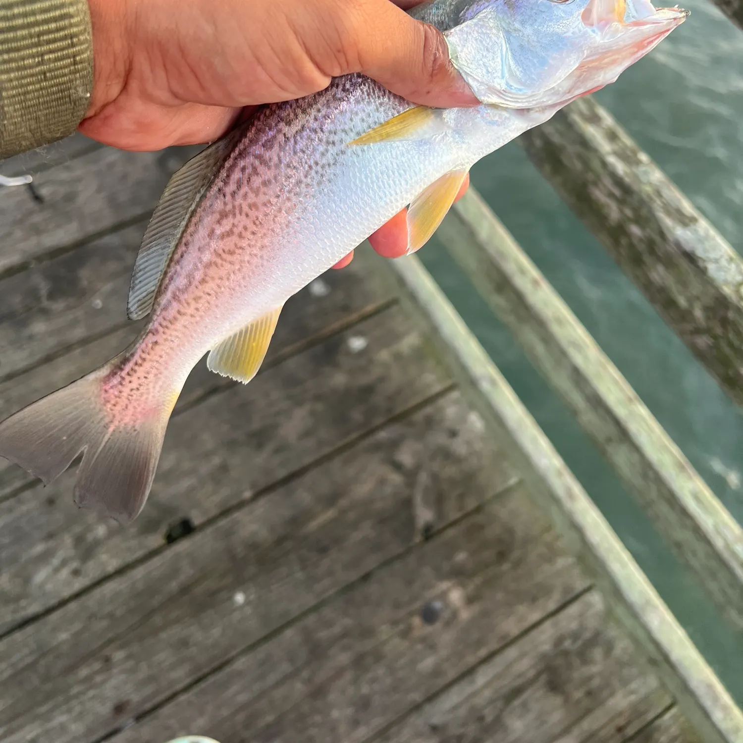Gray weakfish caught on Fishbrain
