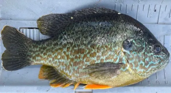 Pumpkinseed x Green sunfish