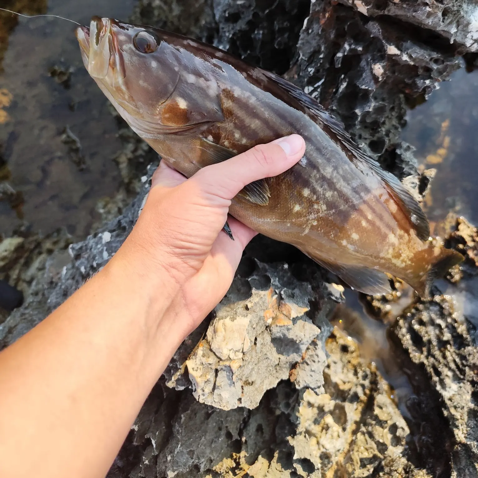 The most recent Goldblotched grouper catches on Fishbrain