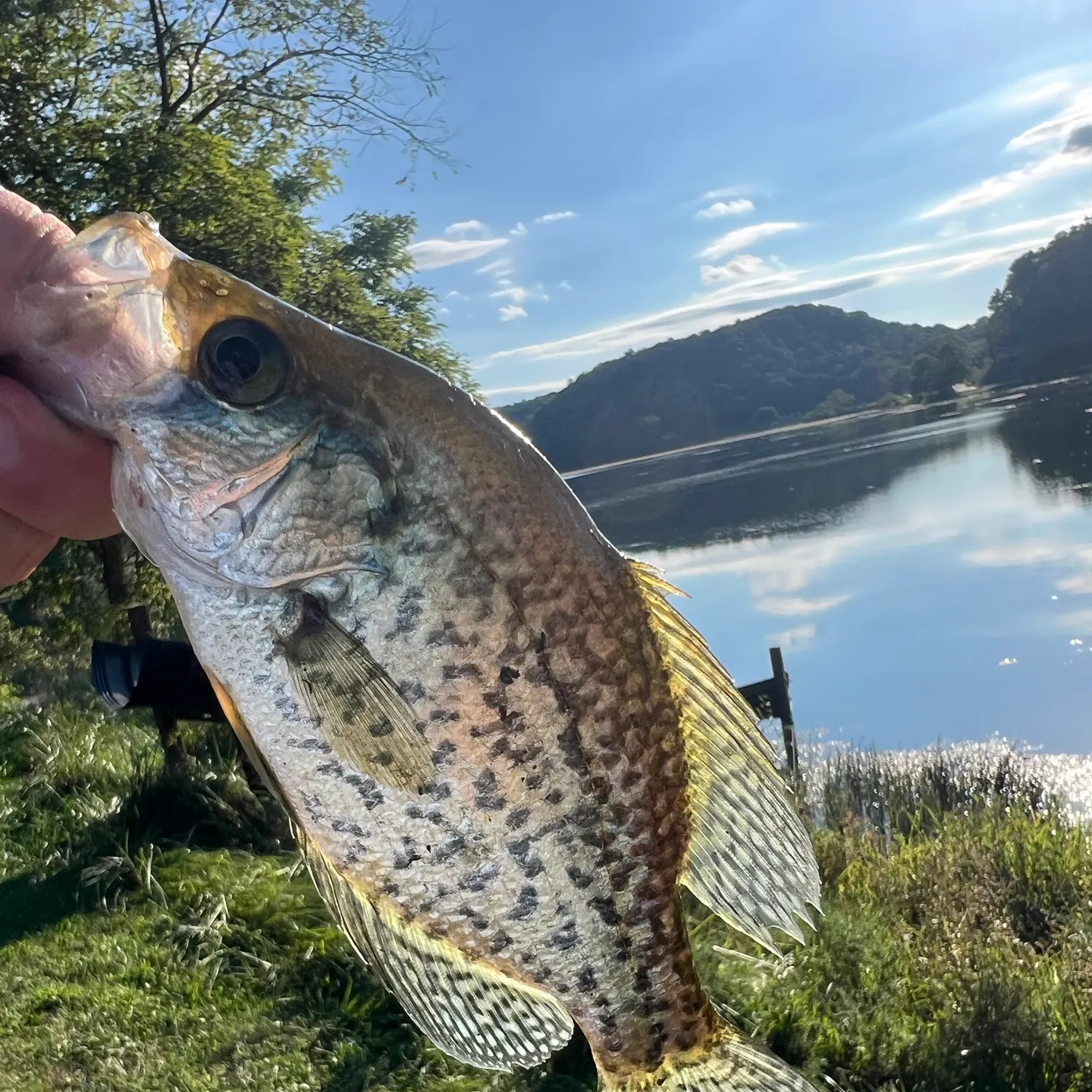 Black crappie caught on Fishbrain