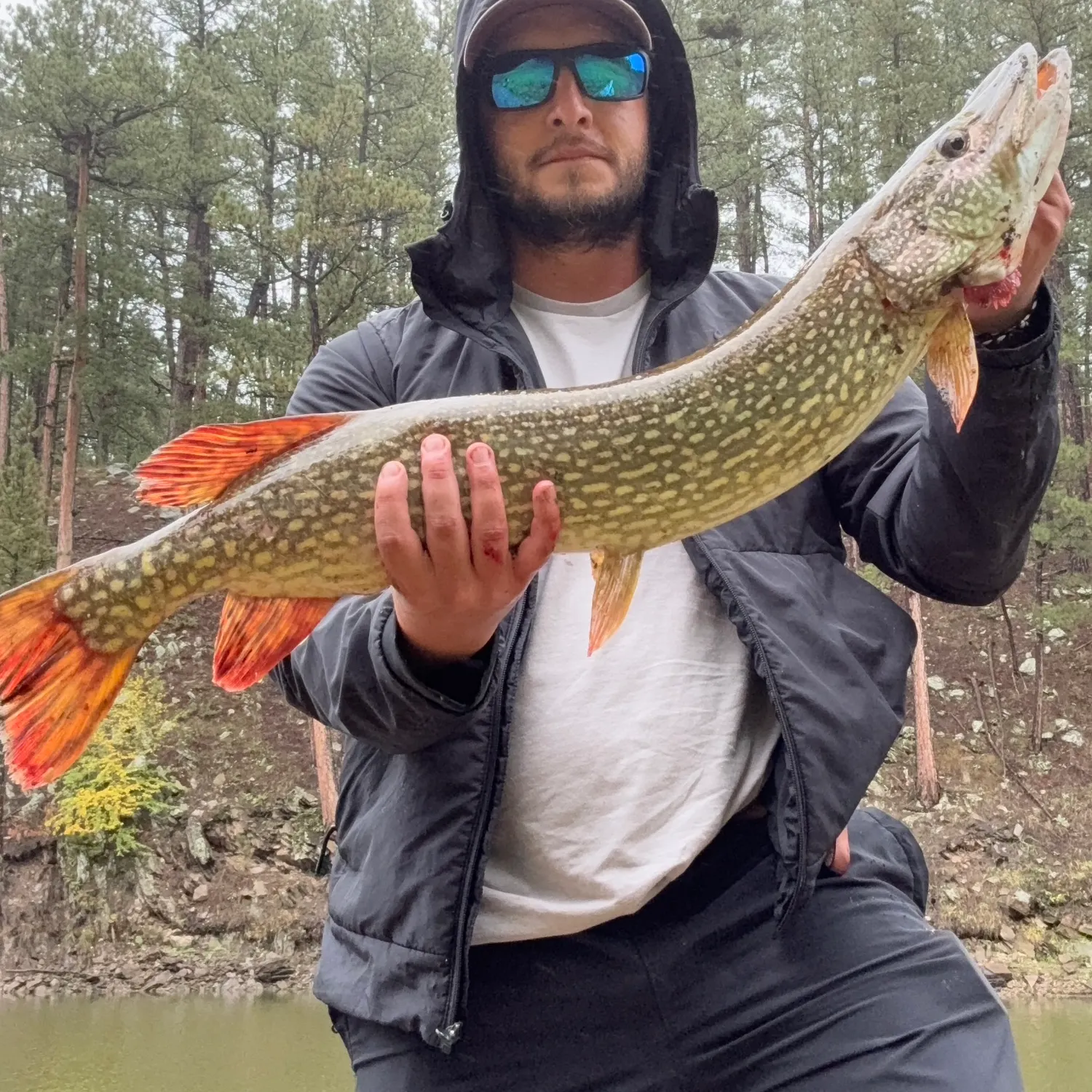 Northern pike caught on Fishbrain