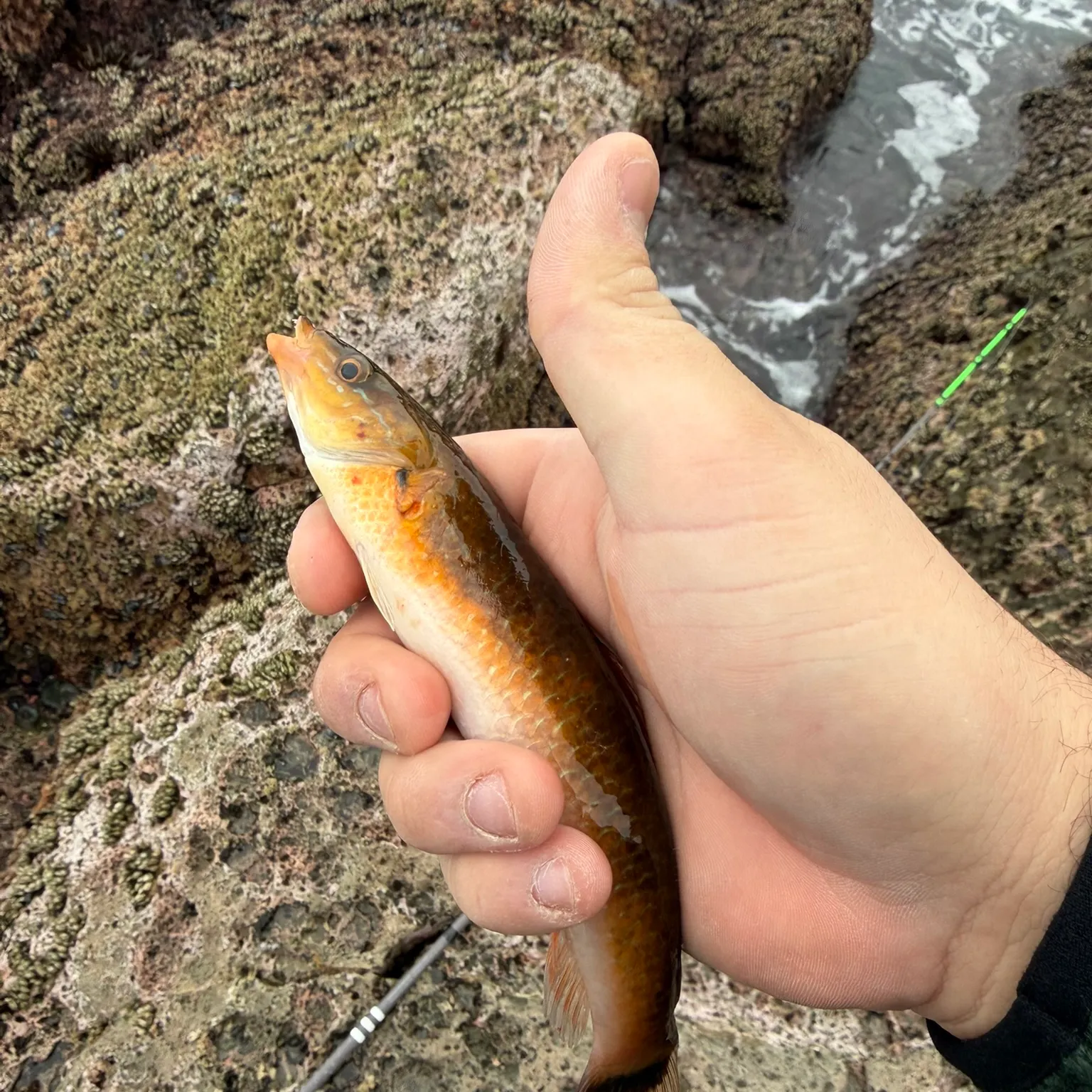 The most recent Señorita catches on Fishbrain