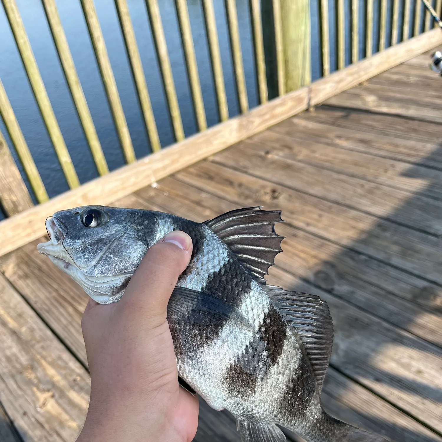 Black drum caught on Fishbrain