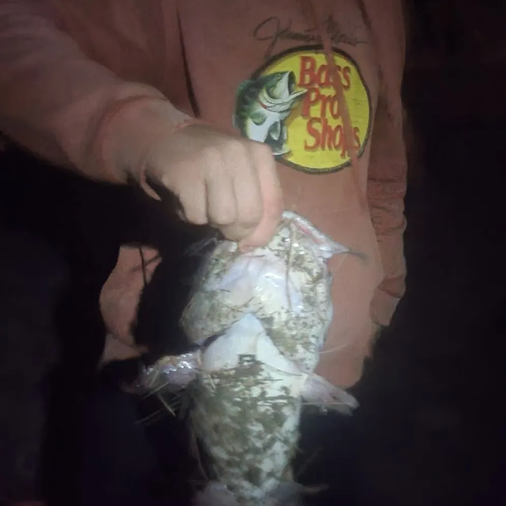 The most recent White bullhead catches on Fishbrain