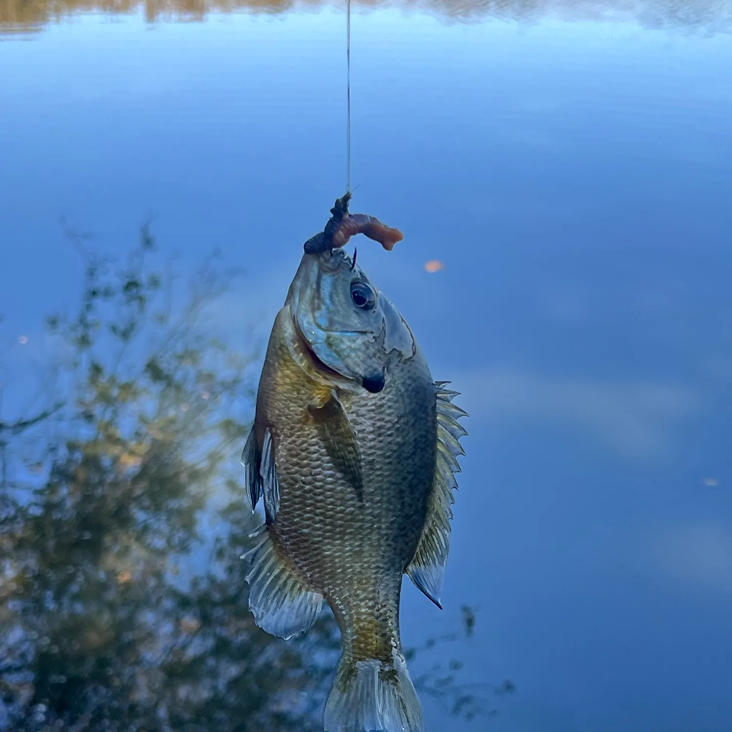 Bluegill caught on Fishbrain
