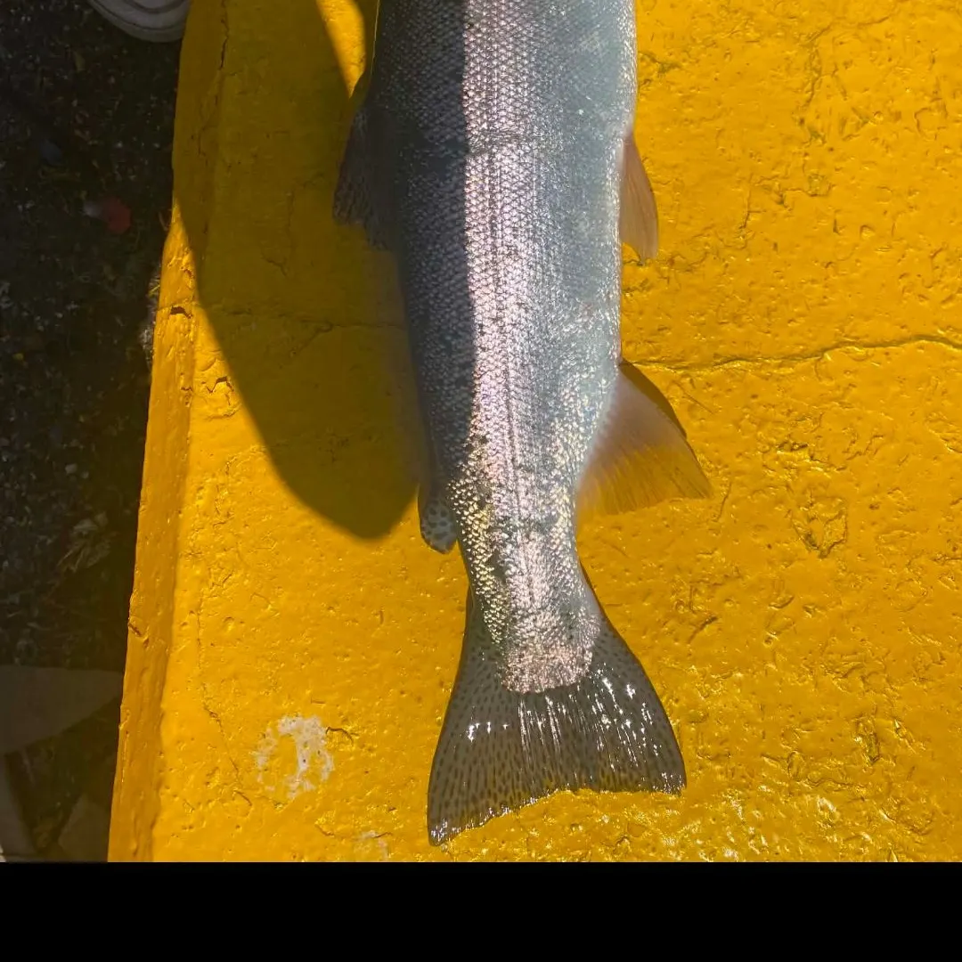 Steelhead caught on Fishbrain