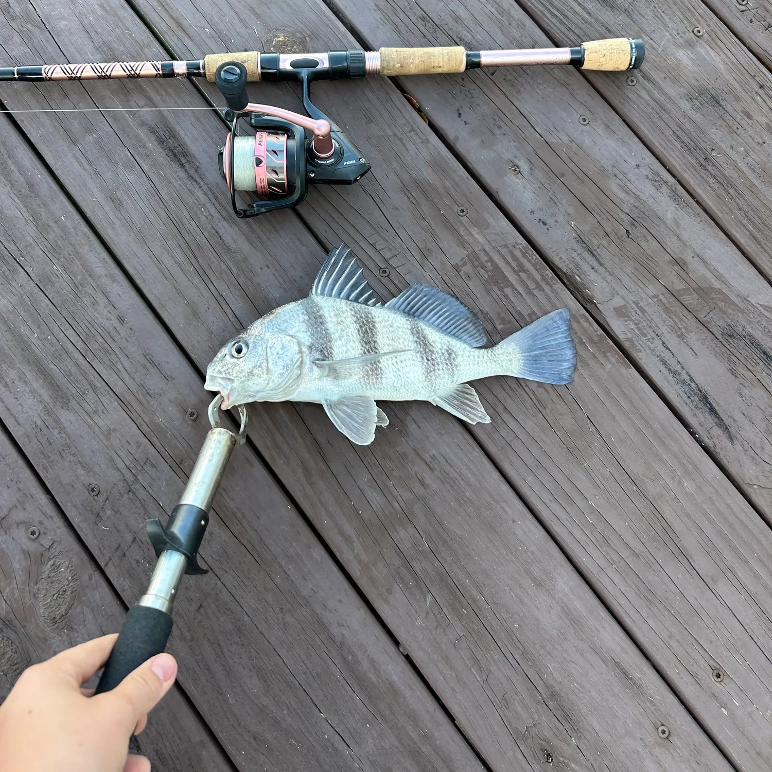 The most recent Black drum catches on Fishbrain