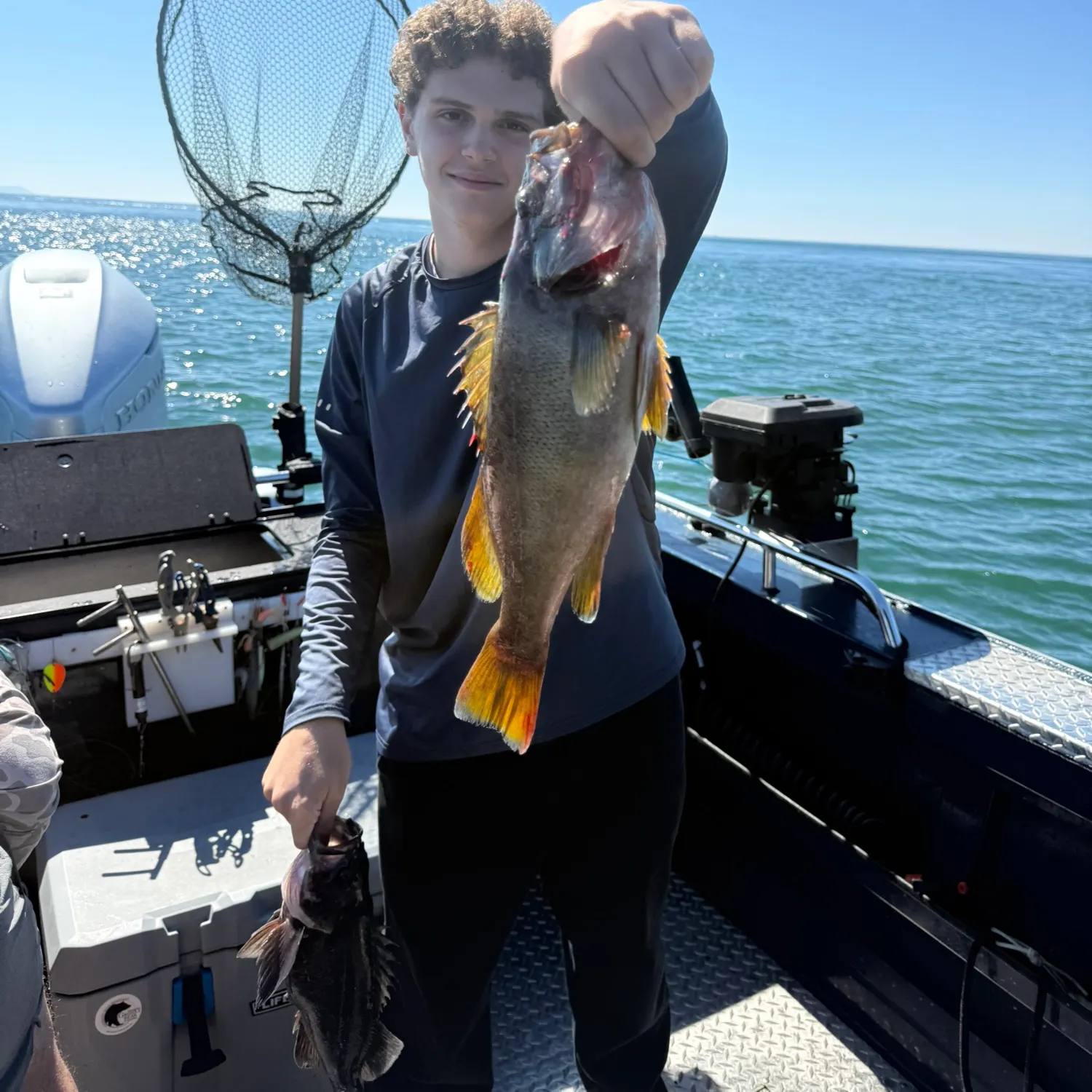 The most recent Yellowtail rockfish catches on Fishbrain