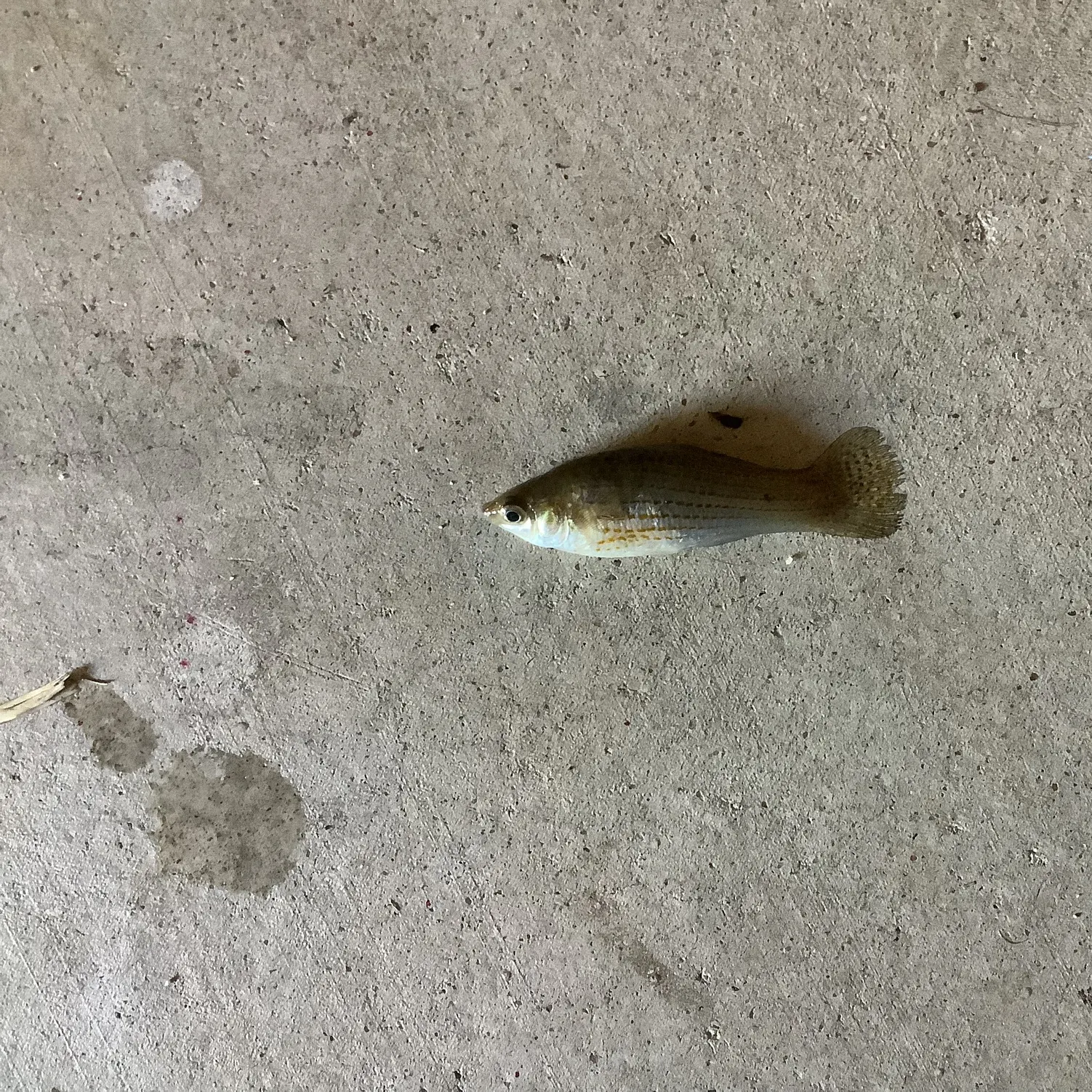 The most recent Shortfin molly catches on Fishbrain