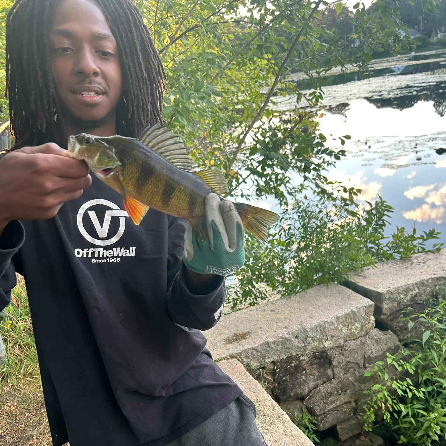 Yellow perch caught on Fishbrain