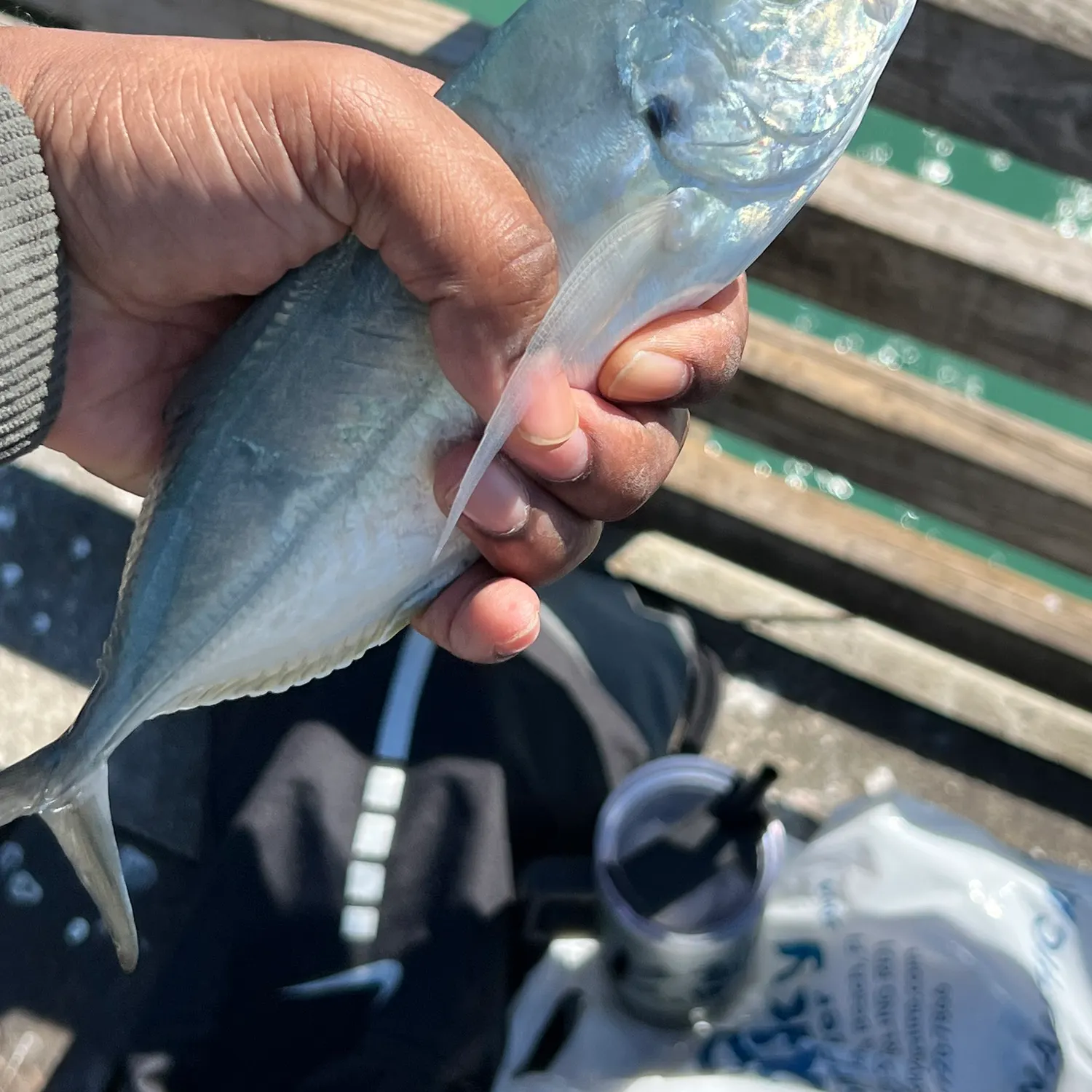The most recent Blue runner catches on Fishbrain