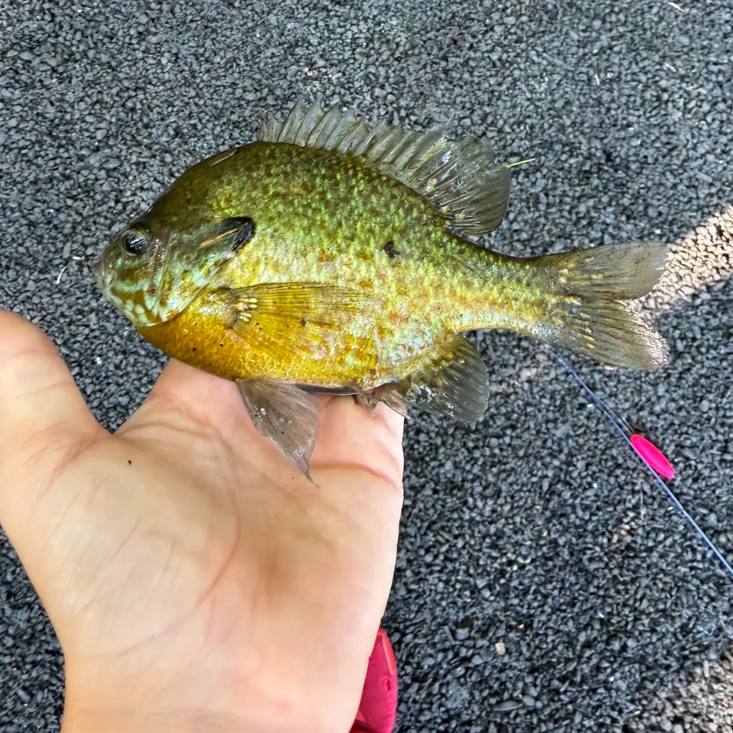 recently logged catches