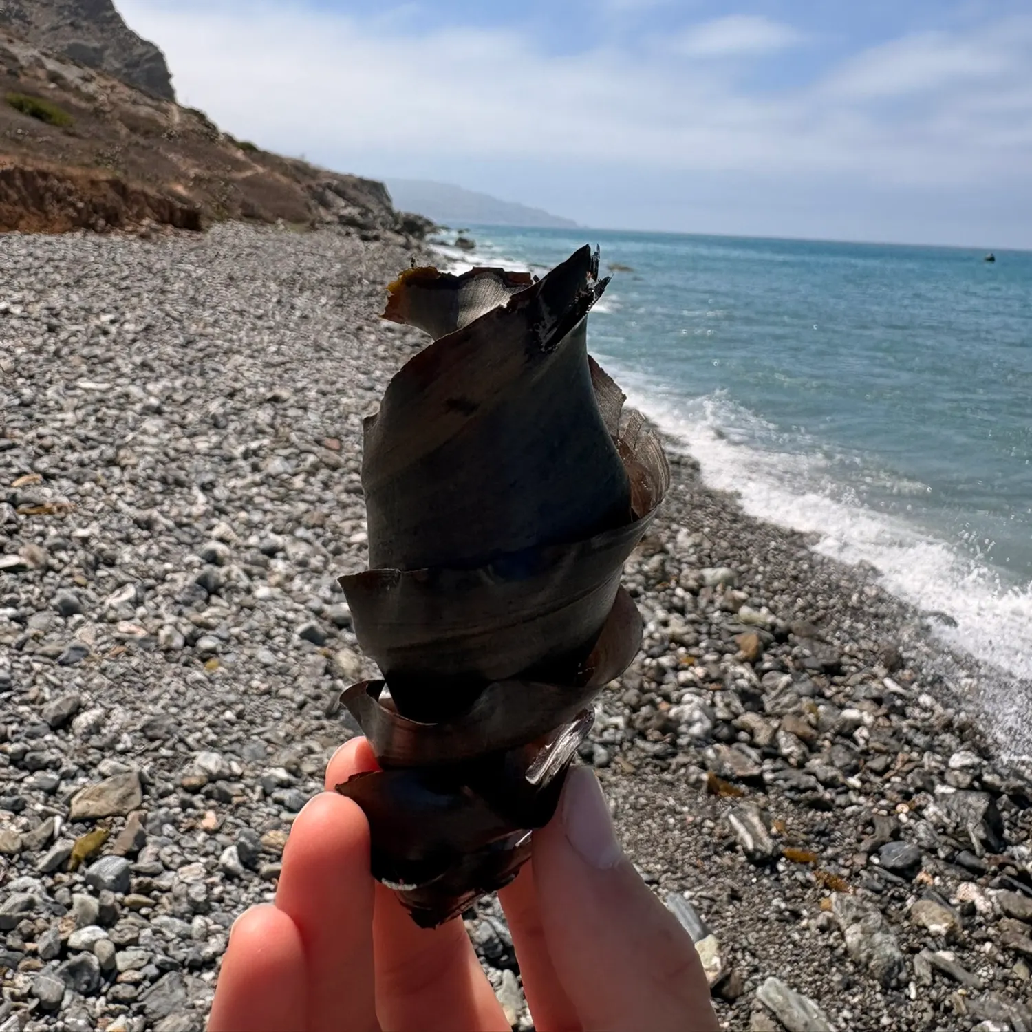 The most recent Port Jackson shark catches on Fishbrain