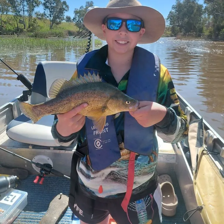 Golden perch caught on Fishbrain