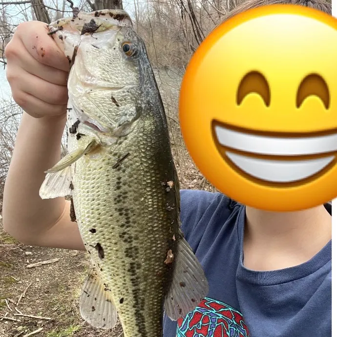 Largemouth bass caught on Fishbrain