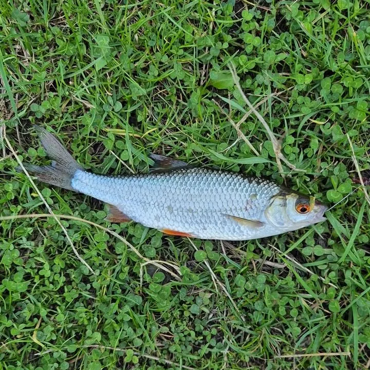 Common roach caught on Fishbrain